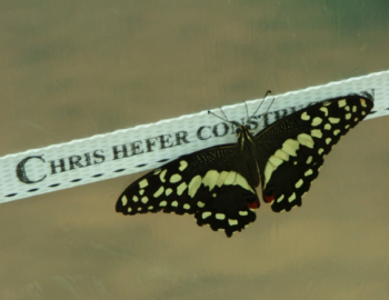 hefer