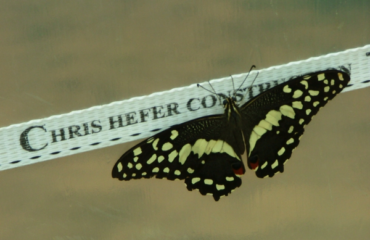 hefer